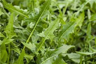 Eruca sativa 'Runway' - Rauke Hybride 'Runway' Eruca sativa 'Runway' - Rauke Hybride 'Runway'