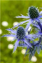 Eryngium planum - Flachblättriger Mannstreu