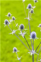 Eryngium planum - Flachblättriger Mannstreu