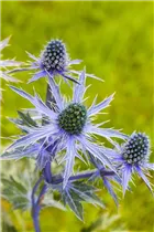 Eryngium planum - Flachblättriger Mannstreu