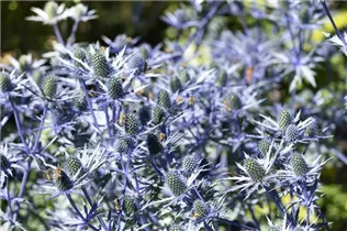 Eryngium planum - Flachblättriger Mannstreu