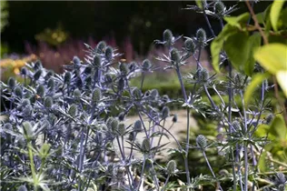 Eryngium planum - Flachblättriger Mannstreu
