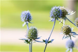 Eryngium planum - Flachblättriger Mannstreu