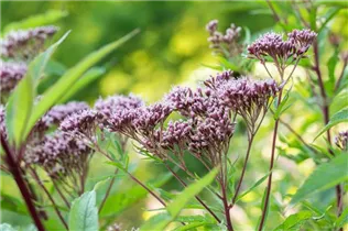 Eupatorium purpureum - Purpur-Wasserdost