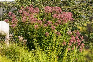 Eupatorium purpureum - Purpur-Wasserdost