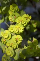 Euphorbia amygdaloides - Mandelblättrige Garten-Wolfsmilch