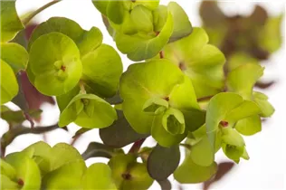 Euphorbia amygdaloides - Mandelblättrige Garten-Wolfsmilch
