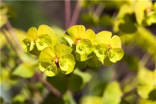 Euphorbia amygdaloides - Mandelblättrige Garten-Wolfsmilch