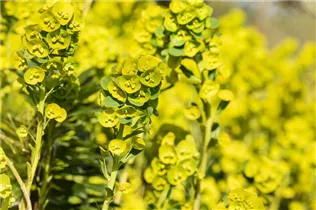 Euphorbia amygdaloides - Mandelblättrige Garten-Wolfsmilch