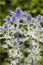 Eryngium x zabelii 'Blauer Ritter' - Garten-Mannstreu 'Blauer Ritter'