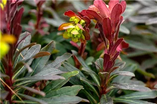 Euphorbia amygdaloides 'Purpurea' - Mandelblättrige Garten-Wolfsmilch 'Purpurea'