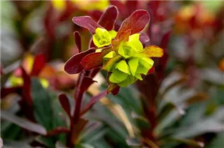 Euphorbia amygdaloides 'Purpurea' - Mandelblättrige Garten-Wolfsmilch 'Purpurea'