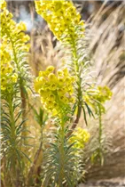 Euphorbia characias 'Humpty Dumpty' - Garten-Wolfsmilch 'Humpty Dumpty'