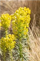 Euphorbia characias 'Humpty Dumpty' - Garten-Wolfsmilch 'Humpty Dumpty'