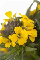 Erysimum cheiri 'Canaries Yellow' - Garten-Goldlack 'Canaries Yellow'