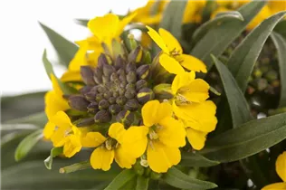 Erysimum cheiri 'Canaries Yellow' - Garten-Goldlack 'Canaries Yellow'