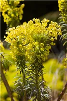 Euphorbia characias var. wulfenii - Mittelmeer-Wolfsmilch