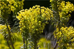 Euphorbia characias var. wulfenii - Mittelmeer-Wolfsmilch