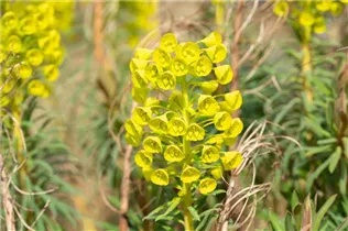 Euphorbia characias var. wulfenii - Mittelmeer-Wolfsmilch