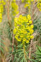 Euphorbia characias var. wulfenii - Mittelmeer-Wolfsmilch