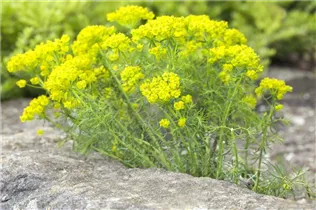 Euphorbia cyparissias - Zypressen-Wolfsmilch