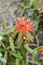 Euphorbia griffithii 'Fireglow' - Garten-Wolfsmilch 'Fireglow'