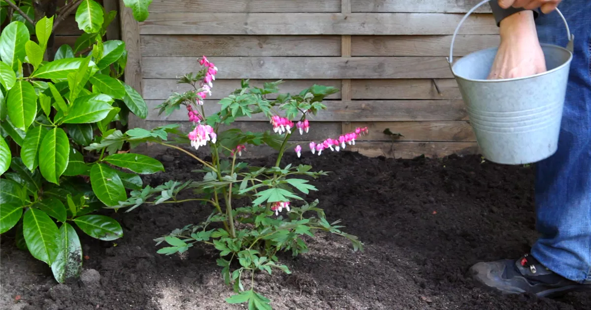  - Tränendes Herz - Einpflanzen im Garten