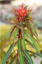 Euphorbia griffithii 'Fireglow' - Garten-Wolfsmilch 'Fireglow'