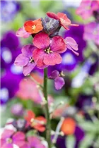 Erysimum linifolium 'Bowles Mauve' - Schöterich 'Bowles Mauve'