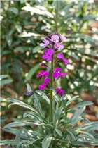 Erysimum linifolium 'Bowles Mauve' - Schöterich 'Bowles Mauve'