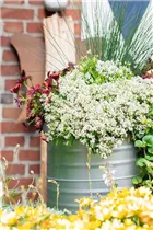 Euphorbia hypericifolia 'Diamond Star'(s) - Zauberschnee™ 'Diamond Star'(s) Euphorbia hypericifolia 'Diamond Star'(s) - Zauberschnee™ 'Diamond Star'(s)