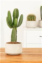 Euphorbia ingens - Säulenkaktus