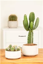 Euphorbia ingens - Säulenkaktus