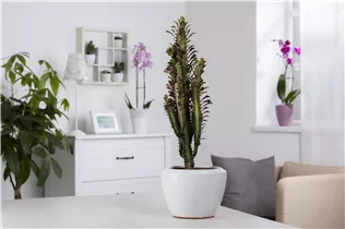 Euphorbia ingens - Säulenkaktus