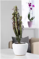 Euphorbia ingens - Säulenkaktus