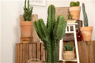 Euphorbia ingens - Säulenkaktus