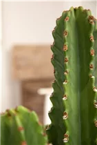 Euphorbia ingens - Säulenkaktus