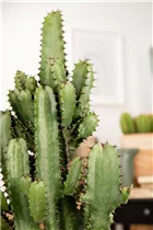 Euphorbia ingens - Säulenkaktus
