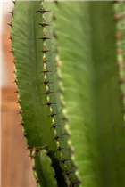 Euphorbia ingens - Säulenkaktus