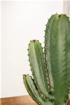 Euphorbia ingens - Säulenkaktus