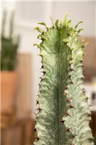 Euphorbia ingens 'Marmorata' - Säulenkaktus
