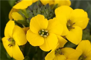 Erysimum suffruticosum 'Goldstaub' - Goldlack 'Goldstaub' Erysimum suffruticosum 'Goldstaub' - Goldlack 'Goldstaub'