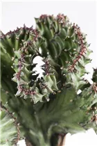 Euphorbia lactea 'Cristata' - Euphorbia lactea 'Cristata' Euphorbia lactea 'Cristata' - Euphorbia lactea 'Cristata'