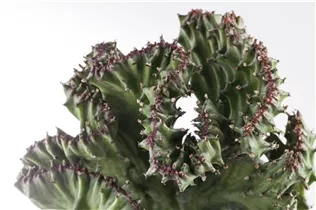 Euphorbia lactea 'Cristata' - Euphorbia lactea 'Cristata' Euphorbia lactea 'Cristata' - Euphorbia lactea 'Cristata'