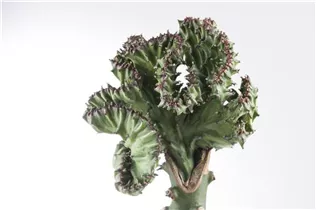 Euphorbia lactea 'Cristata' - Euphorbia lactea 'Cristata' Euphorbia lactea 'Cristata' - Euphorbia lactea 'Cristata'