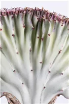 Euphorbia lactea 'Cristata' - Euphorbia lactea 'Cristata' Euphorbia lactea 'Cristata' - Euphorbia lactea 'Cristata'