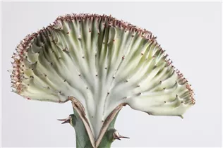 Euphorbia lactea 'Cristata' - Euphorbia lactea 'Cristata' Euphorbia lactea 'Cristata' - Euphorbia lactea 'Cristata'