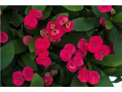 Euphorbia milii 'Eos' - Christusdorn 'Eos' Euphorbia milii 'Eos' - Christusdorn 'Eos'