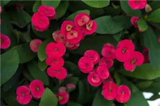 Euphorbia milii 'Eos' - Christusdorn 'Eos' Euphorbia milii 'Eos' - Christusdorn 'Eos'