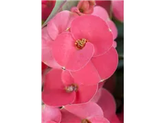 Euphorbia milii 'Zeus' - Christusdorn 'Zeus' Euphorbia milii 'Zeus' - Christusdorn 'Zeus'